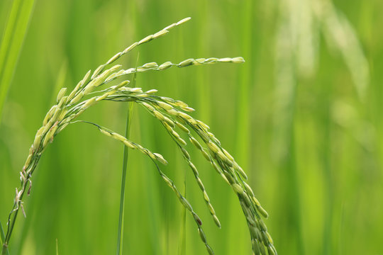 Agriculture ear of rice in the field  raw food of Asia freshness in the green farm closed up in nature background