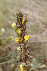 flower, nature, plant, flowers, spring, green, garden, blossom, summer, flora, pink, purple, macro, herb, beauty, bloom, grass, white, leaf, natural, closeup, beautiful, heather, tree, stem