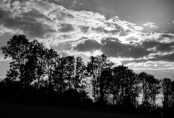 Baumreihe Sauerland Deutschland Gegenlicht schwarz weiß Arnsberg Ölinghausen Sonne Wolken Gegenlicht Silhouetten Reihe Hügel Emotion Schöpfung Natur Kontrast Wald Wanderung Trauer
