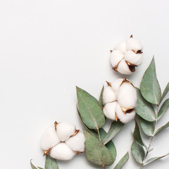 Flat lay flowers composition. Cotton flowers and fresh eucalyptus twigs on light gray background. Top view, copy space. Delicate white cotton flowers. Floral background, greeting card. Square format