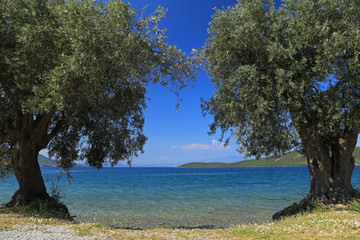 Olive trees in Sourpi, Magnesia, Thesally, Greece