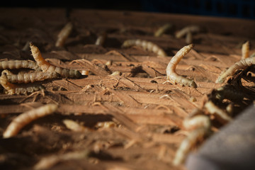Fototapeta na wymiar Silkworms that get warm sunlight in the morning.