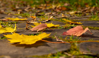 Bright yellow maple leaves and red hawthorn leaves on the wooden-tiled walkway.Close up.