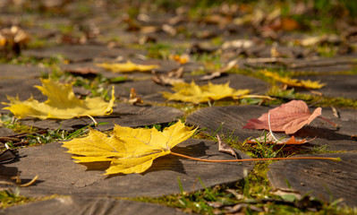 Bright yellow maple leaves and red hawthorn leaves on the wooden-tiled walkway.Close up.