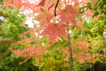 Liquidambar red autumnal foliage close up