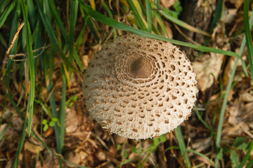 Detail of macrolepiota procera mushroom cap