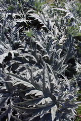 Groviglio di foglie di cardo