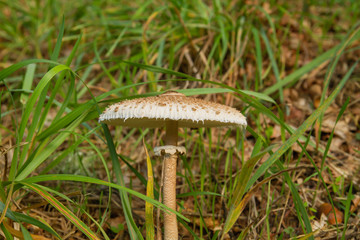 Macrolepiota procera or parasol mushroom