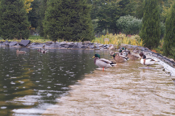 duck and carps, mezhigorye national park