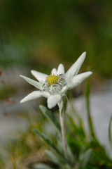 Edelweiß Leontopodium nivale Bergblume Nationalpark Berchtesgaden Symbol selten Hochgebirge...