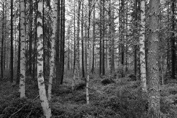 Monochromes Foto Birkenwald im hohen Norden Finnlands