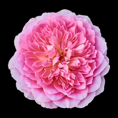 Rose pink isolated on black background. Clipping path