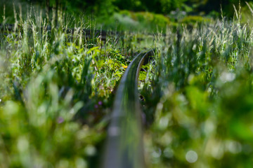 Bahngleis Nahaufnahme Kurve Gras Natur Schiene Natur Regen nass Sonne Glanz Eisenbahn Strecke Kurve...