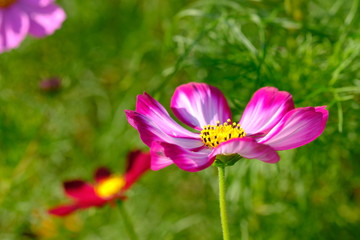 秋の日本庭園で咲く赤いコスモスの花