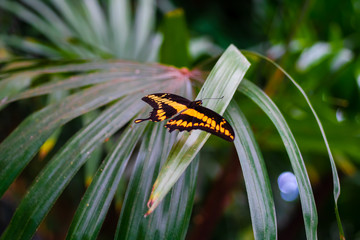 Butterfly landing like a plane on a plant