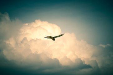 flying in the sky