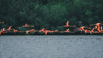 Flamingos in Cienfuegos