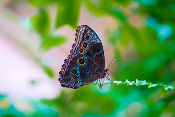 Butterfly posing a a plant 