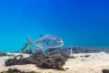 Shot of a wild Crevalle Jack (Caranx hippos) swimming through a central Florida spring. Crevalle...