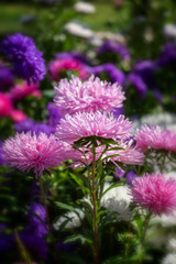 Pink needle Callistephus flower blossom. Postcard vertical background, beautiful fresh daisy aster flower
