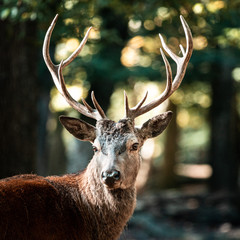 Le roi de la forêt