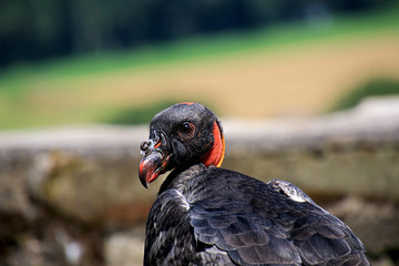 king vulture, ugly or beautiful