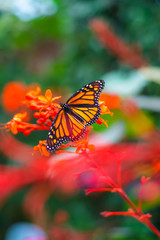 Fototapeta na wymiar Orange butterfly on an orange flower