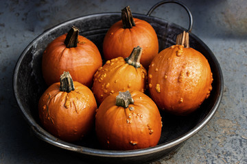 Orange pumpkins in a metal bowl, rural style. pumpkin with pimples. Halloween Decoration