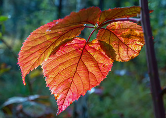 Autumn leaves. Nature painted the forest with autumn colors.