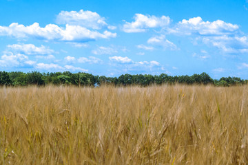 Wheat field.