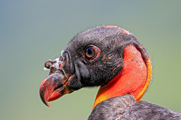 portrait of a king vulture, head isolated on soft green background