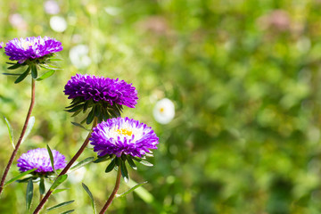 Callistephus flowers white violet blossom in nature, background copy space. Beautiful bright daisy flower Chinese two-tone aster, autumn flowering garden flowers