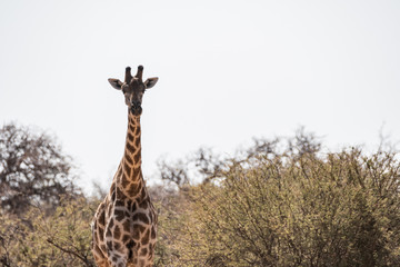 Girafe au parc national d'etosha en Namibie, Afrique