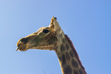 Giraffe at the zoo. Portrait against the sky.