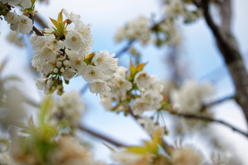 Aprikosenbaum in Blüte