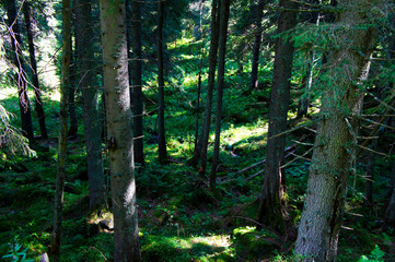Green mountain forest in the summer with pine trees.