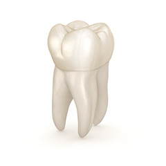Dental anatomy - First maxillary molar tooth. Medically accurate dental 3D illustration