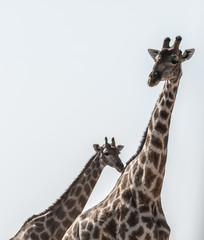 Girafe au parc national d'etosha en Namibie, Afrique