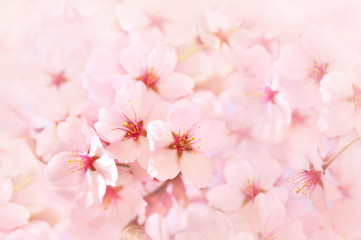 Spring blossom/springtime cherry bloom, bokeh flower background, pastel and soft floral card, toned