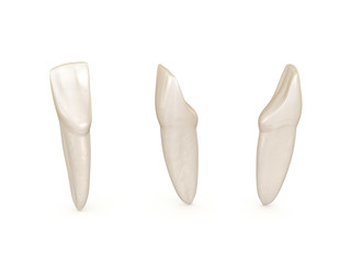 Dental anatomy - mandibular central incisor tooth. Medically accurate dental 3D illustration