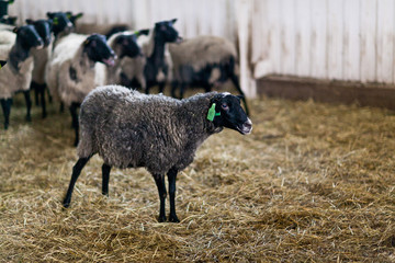Little cute brown lambs in a stall.