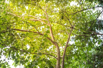 Nature concept background, under the green treee shade, morning outdoor day light