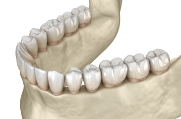 Mandibular jaw anatomy. 3D illustration concept of human teeth