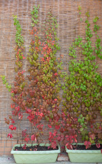 Close-up of green red ivy leaves and bamboo curtains after autumn rain outdoors，Parthenocissus tricuspidata