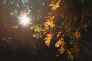 Obraz na płótnie Canvas Solar sparkle through the trees in forest or park and oak tree on a beautiful fall or autumn day