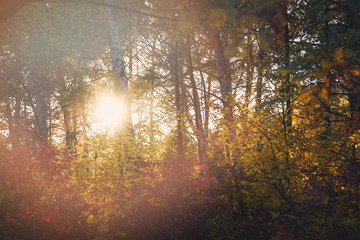 Fototapeta premium Solar sparkle through the trees in forest or park on a beautiful fall or autumn evening