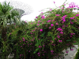 flowers in the garden