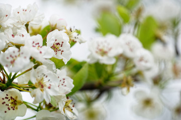 Aprikosenbaum in Blüte