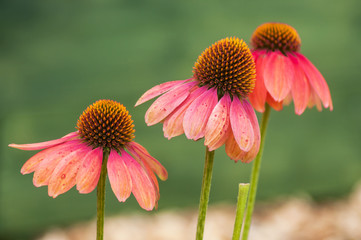 Closeup of pink echinacea on green background in a public garden - obrazy, fototapety, plakaty