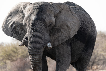 Éléphant au parc national d'etosha en Namibie, Afrique
